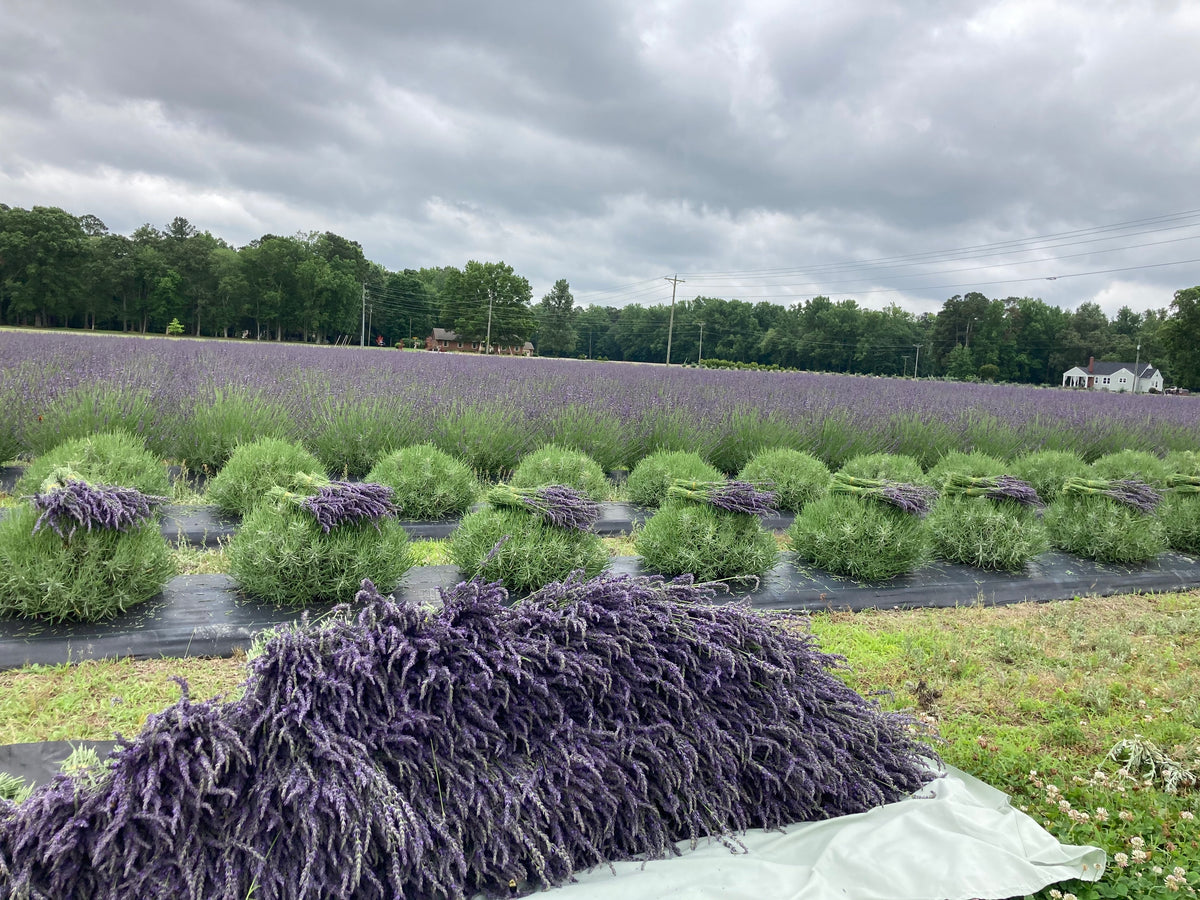 Phenomenal Lavender