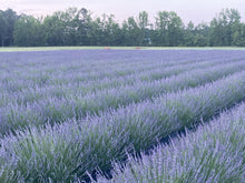 Load image into Gallery viewer, Dried Lavender Bundle - Dream Weavers Farm
